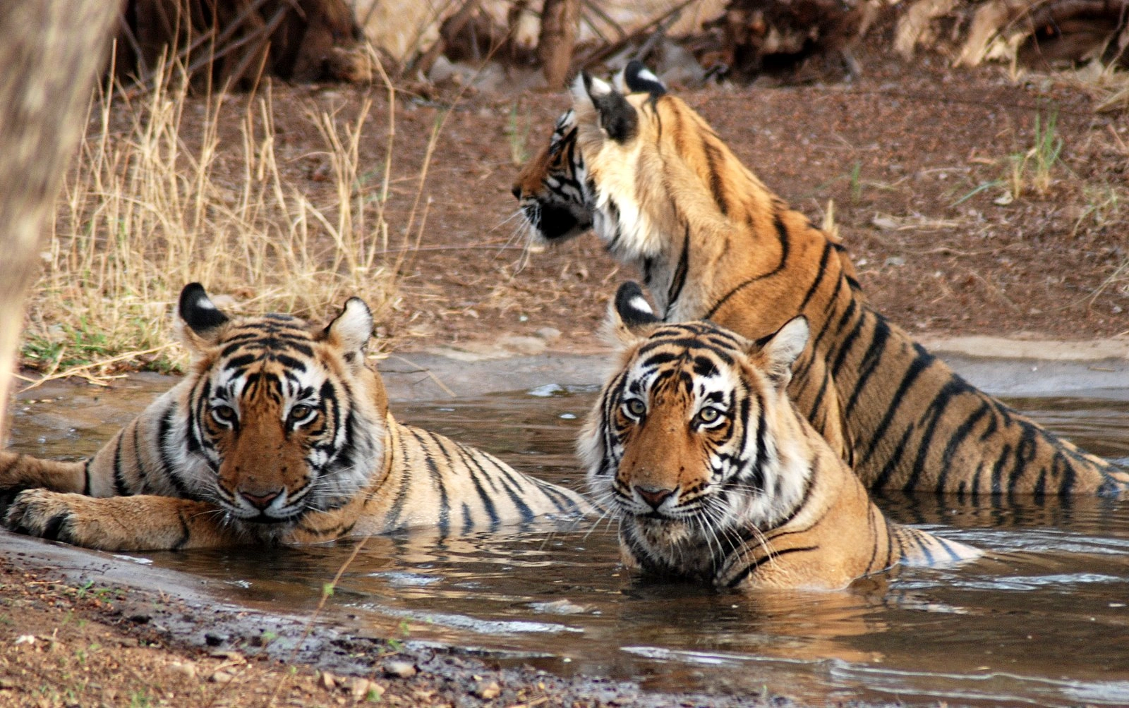 Jaipur Zoo